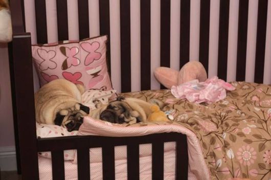 Cute Babies with Cute Dogs