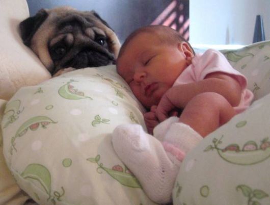 Cute Babies with Cute Dogs