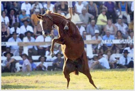 Horse Taming Competition At Patria Gaucha Festival