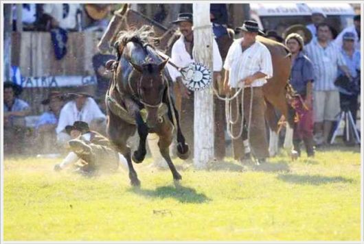 Horse Taming Competition At Patria Gaucha Festival