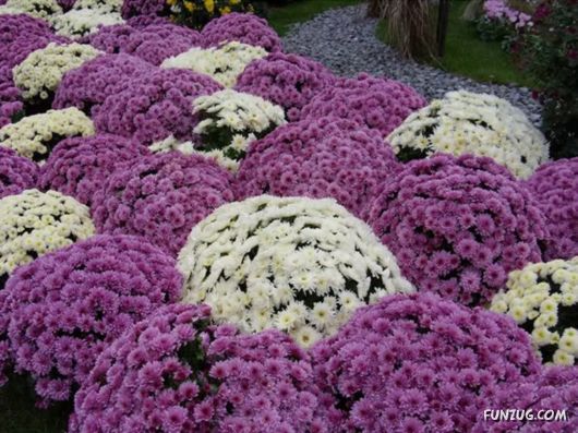 Amazing Flower Festival at Baguio City, Philippines