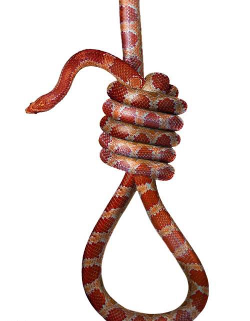 Amazingly Phoshopped Knots