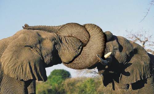 Amazingly Phoshopped Knots