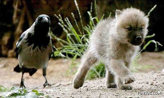 Here is Your Awwww for the Day