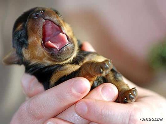 Here is Your Awwww for the Day