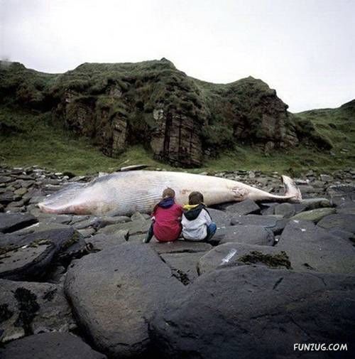 Crazy Mix Funny Images