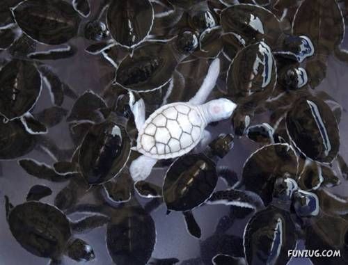 Crazy Mix Funny Images