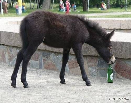 Daily Fun to Make You Smile