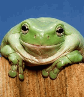 Funny Animated Pictures