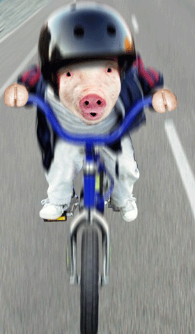 Funny Animated Pictures