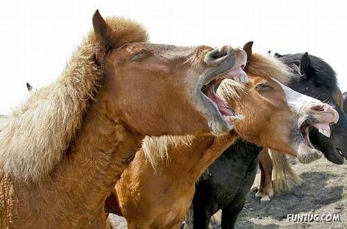 Funny Shots for Funny People