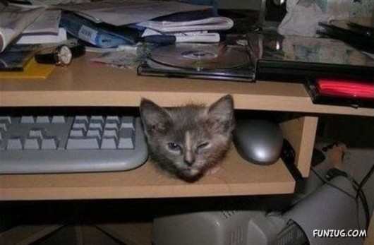 Just for Laugh Funny Pics