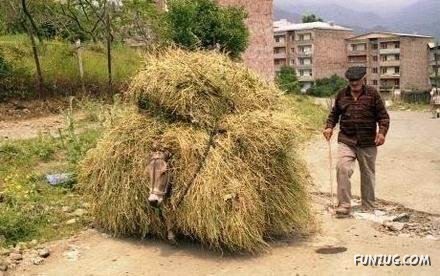 Skillful Masters of Transportation