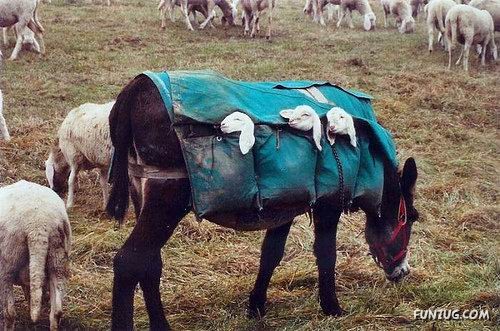 Skillful Masters of Transportation