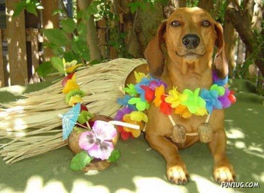 My Owner is an Idiot