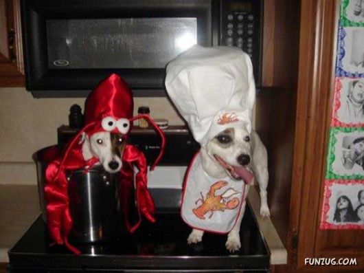 My Owner is an Idiot