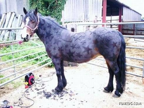 Some Unseen Funny Pictures