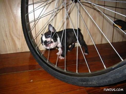 Some Unseen Funny Pictures