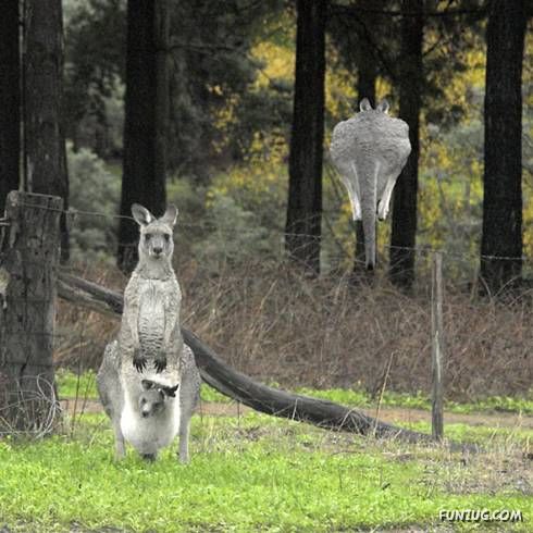 Some Unseen Funny Pictures