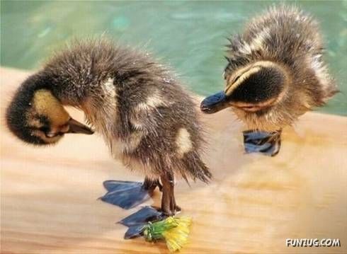 Some Unseen Funny Pictures