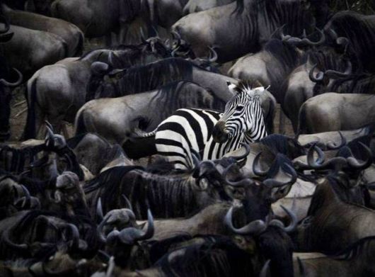 Daily Cool Picture Mania