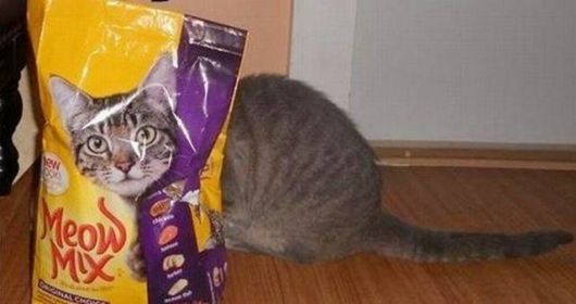 Daily Cool Picture Mania