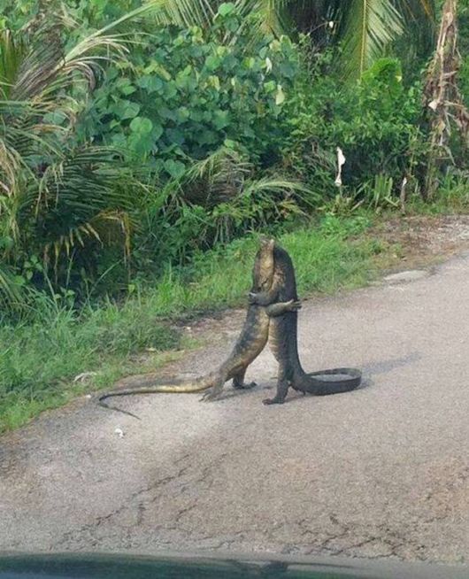 Daily Cool Picture Mania