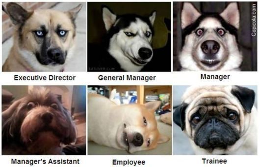 Hierarchy Can Be Seen In Their Eyes