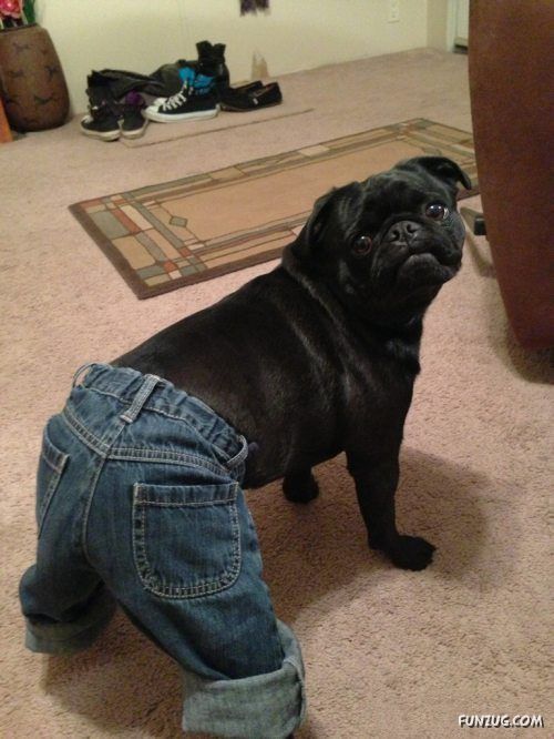 Silly Animals Making You Laugh