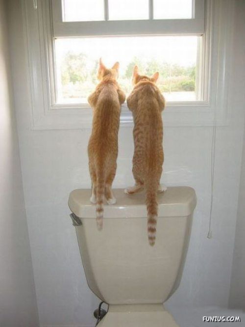 Silly Animals Making You Laugh