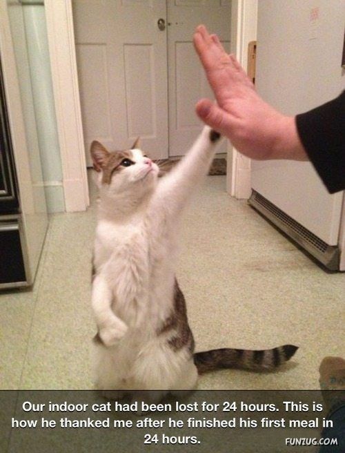 Silly Animals Making You Laugh