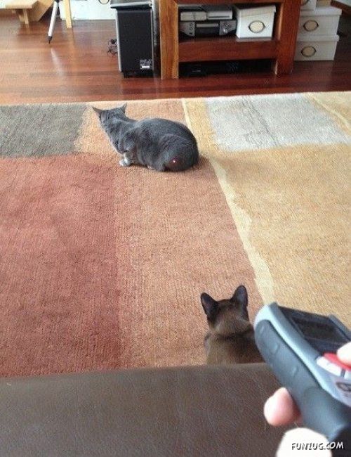 Silly Animals Making You Laugh