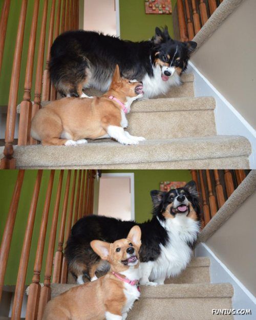 Silly Animals Making You Laugh