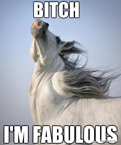 Silly Animals Making You Laugh