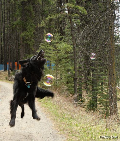 Silly Animals Making You Laugh