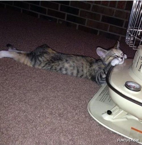 Silly Animals Making You Laugh