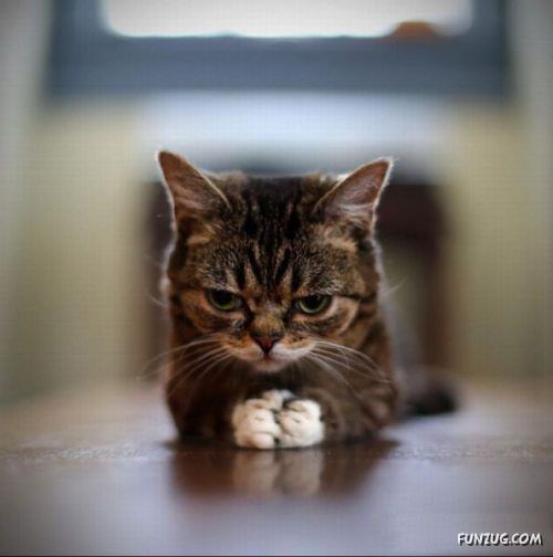 Silly Animals Making You Laugh