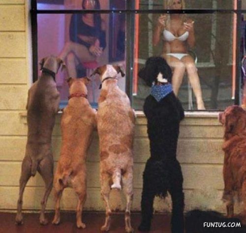 Silly Animals Making You Laugh