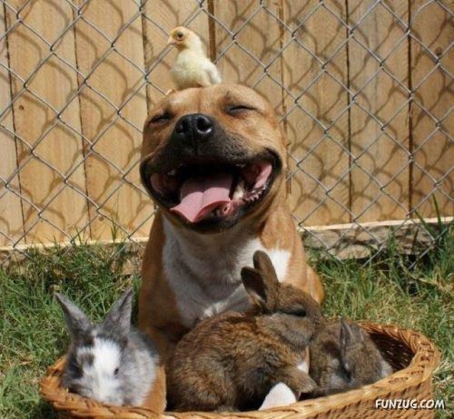 Silly Animals Making You Laugh