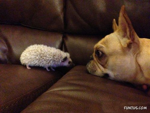 Silly Animals Making You Laugh