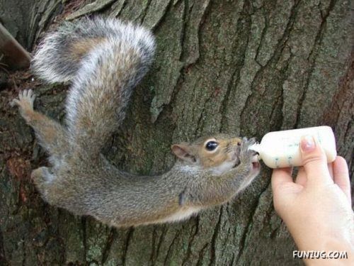 Silly Animals Making You Laugh