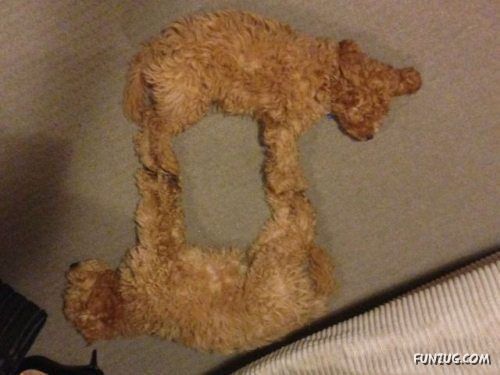 Silly Animals Making You Laugh