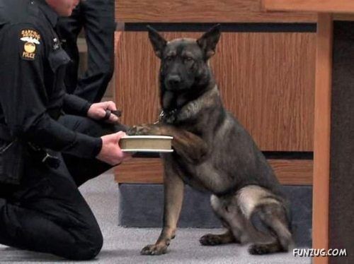 Silly Animals Making You Laugh