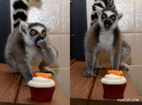 Silly Animals Making You Laugh