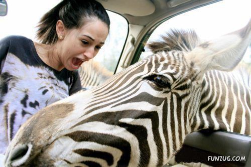 Silly Animals Making You Laugh