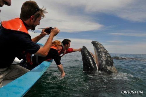 Silly Animals Making You Laugh