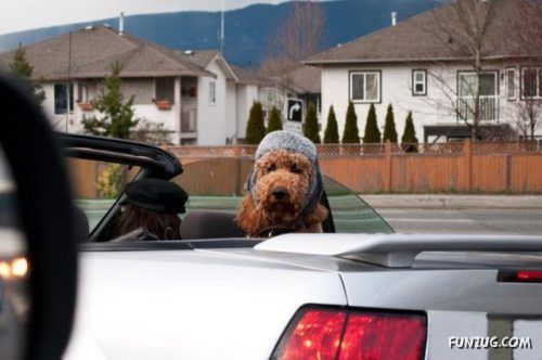 Silly Animals Making You Laugh