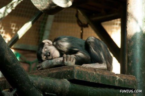 Silly Animals Making You Laugh