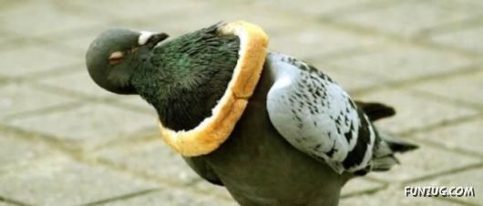 Stupid Animals Funny Pictures