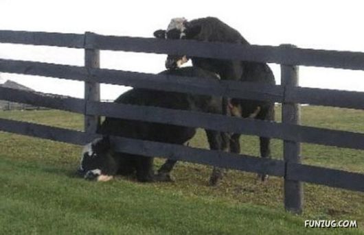 Stupid Animals Funny Pictures